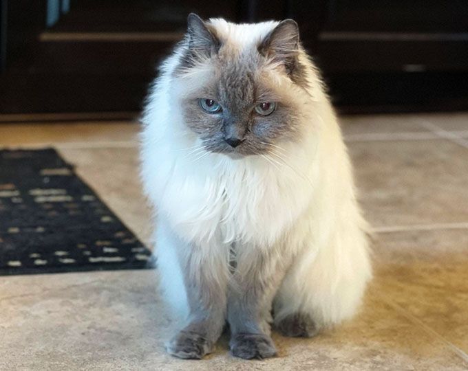 beautiful white cat sitting